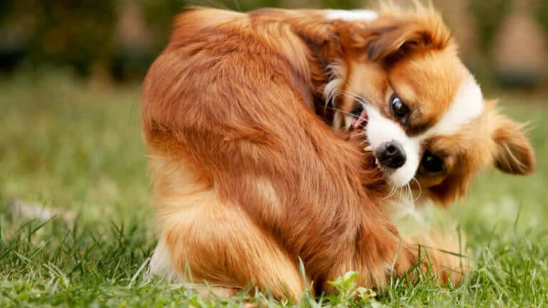 cani zecche